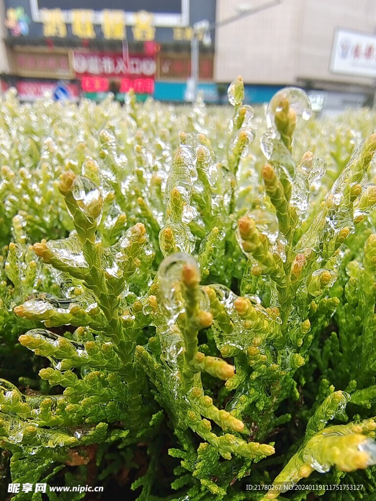 冰侧柏