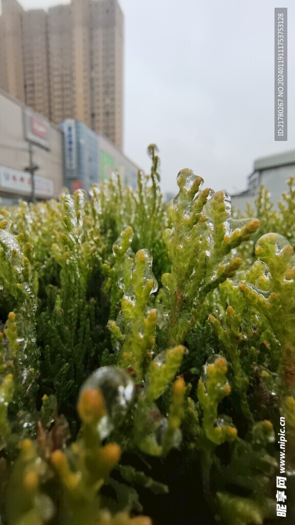 侧柏结冰