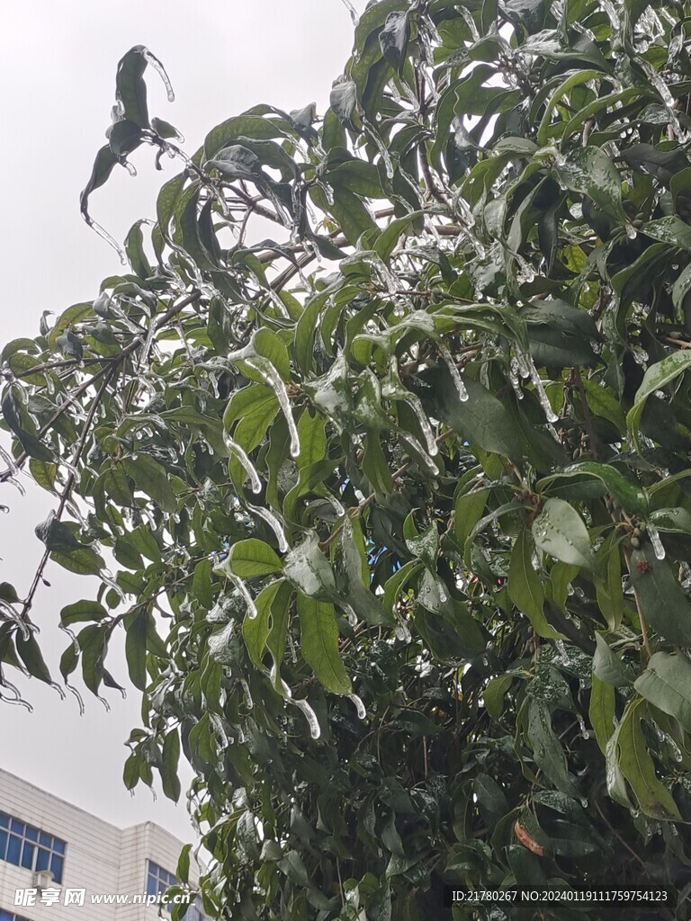寒冰树 冰桂树