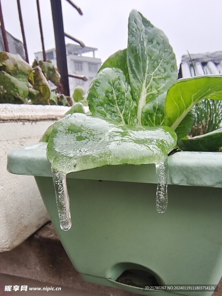 白菜结冰