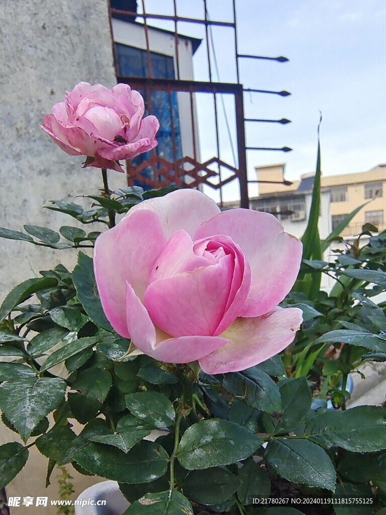 鲜花