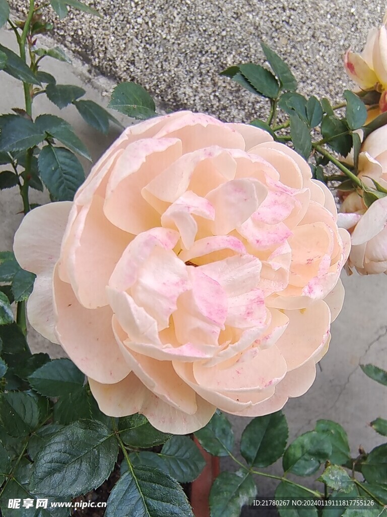 月季玫瑰