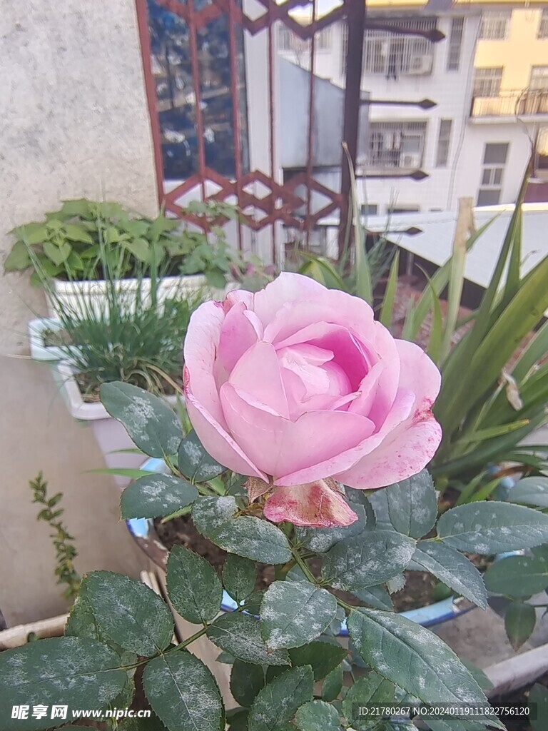 粉色花朵