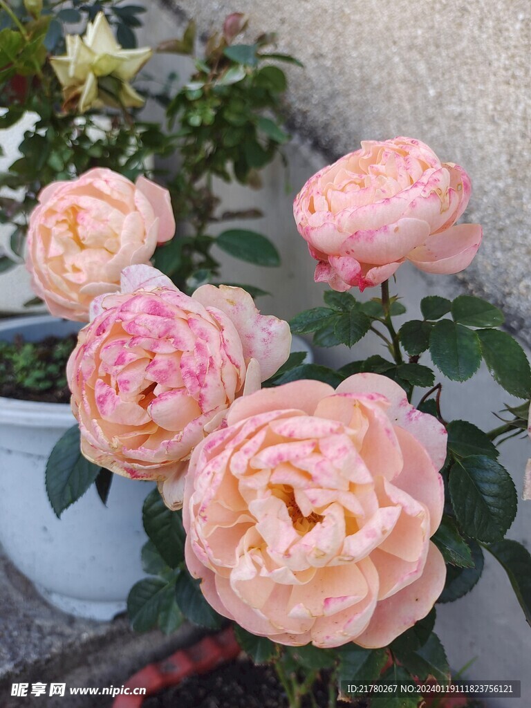 月季花 鲜花