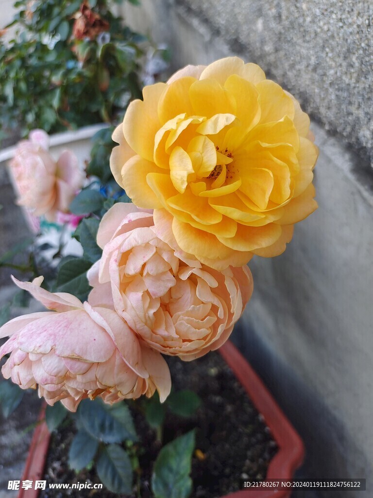 月季花