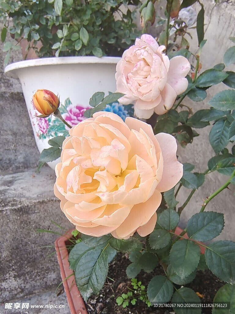 果汁月季花