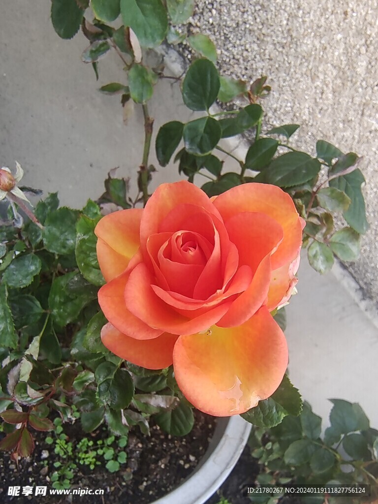月季花