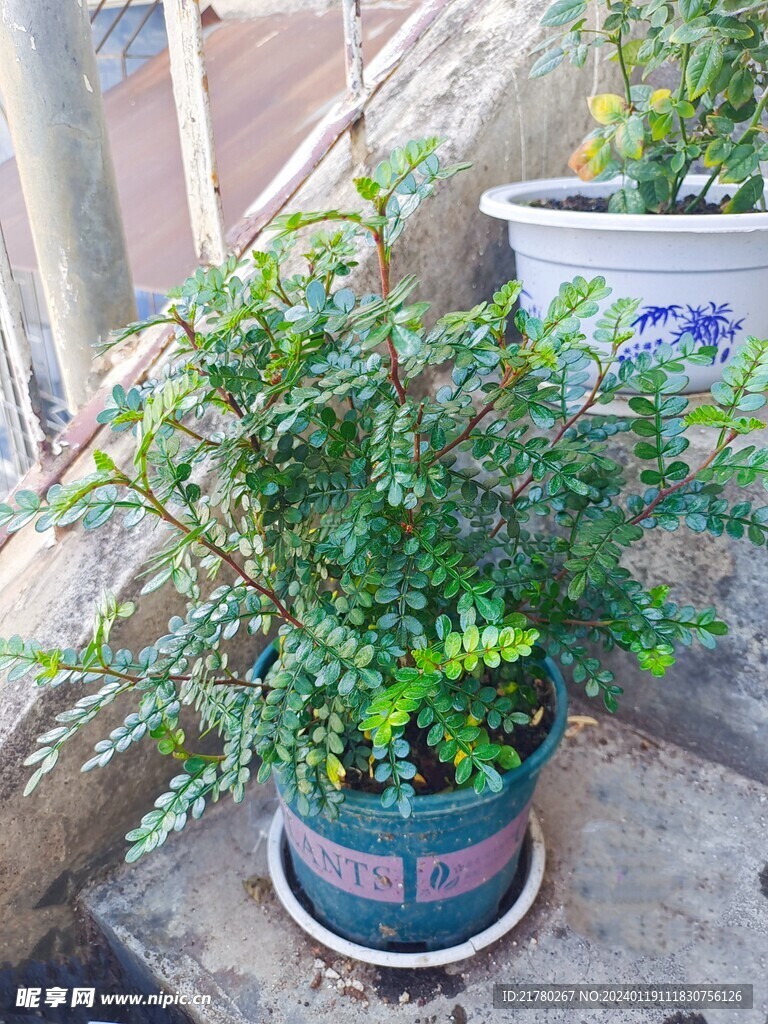花椒
