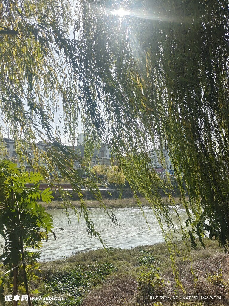 阳光下的柳树