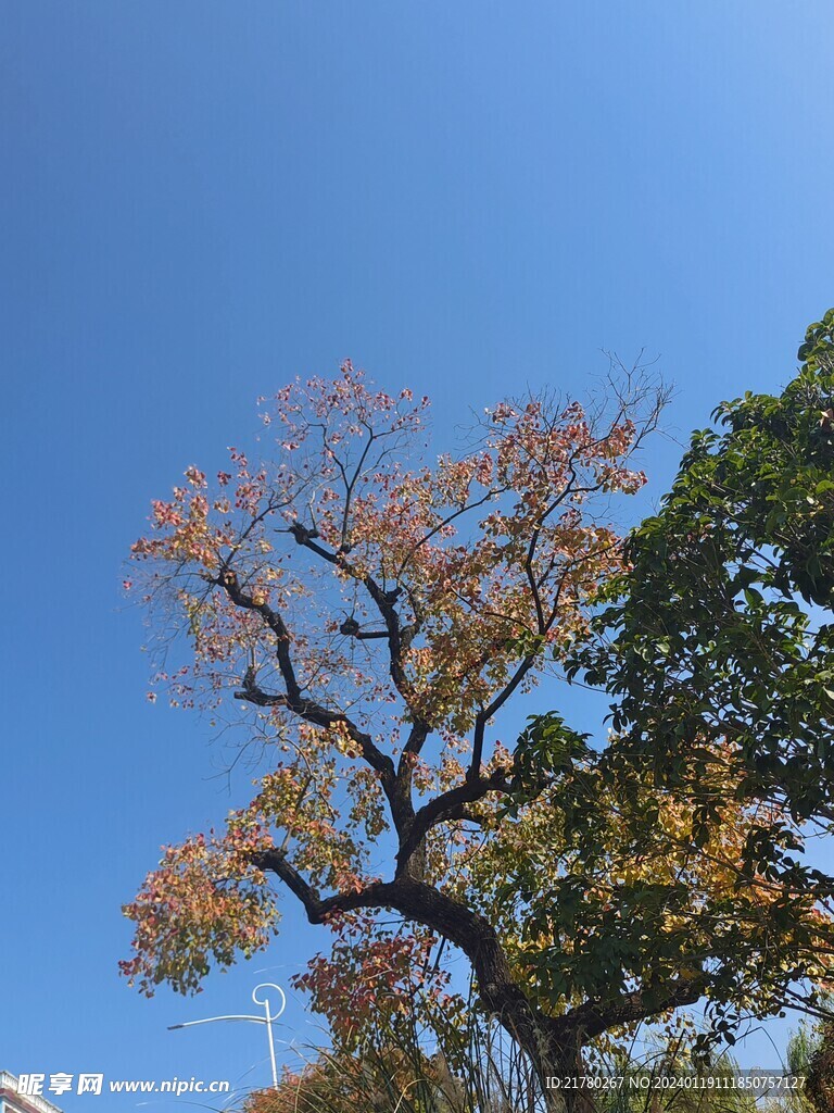 树枝 杨树