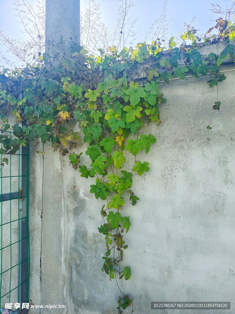 墙角绿枝