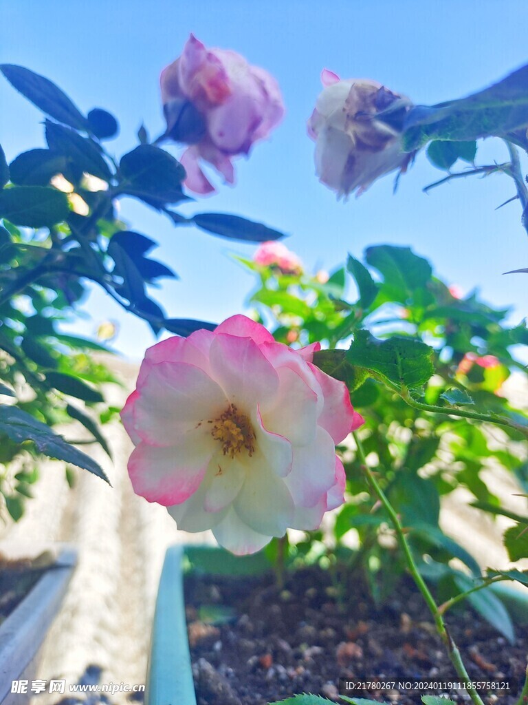 花朵蓝天