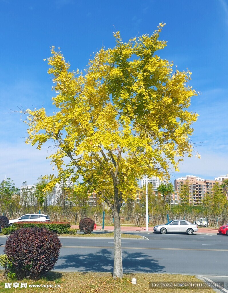 杏树 蓝天