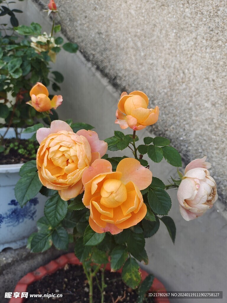 月季花瓣