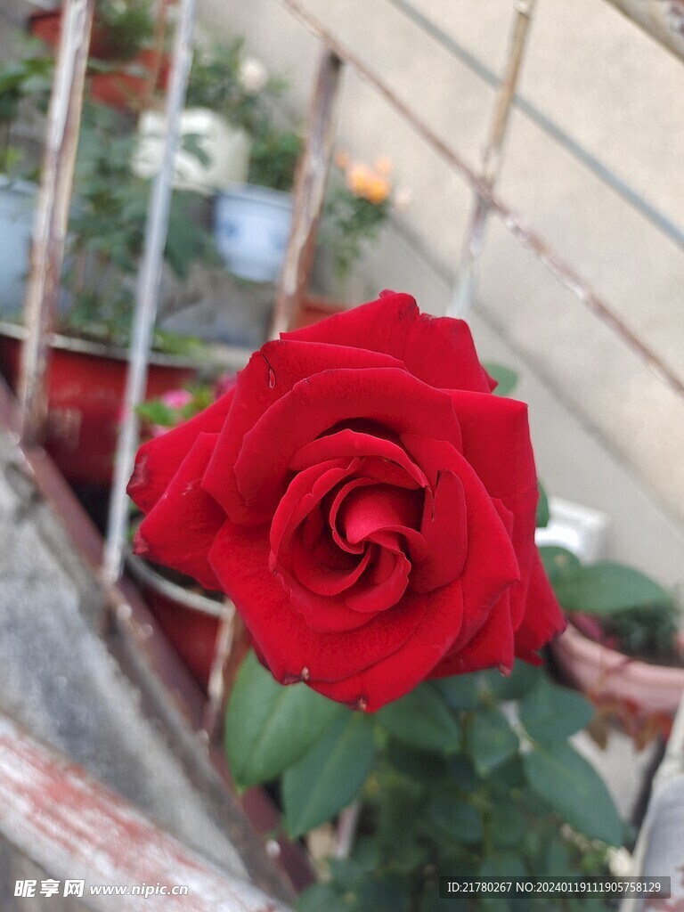 红月季花