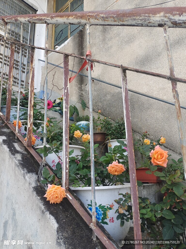 铁栏杆月季花