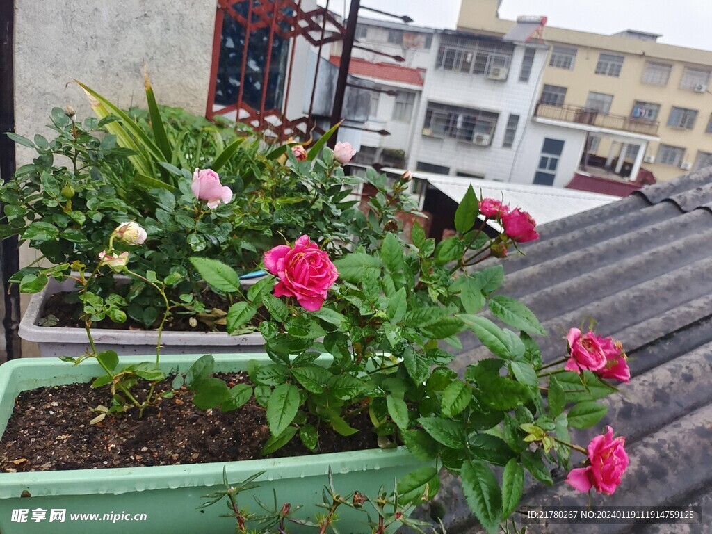月季