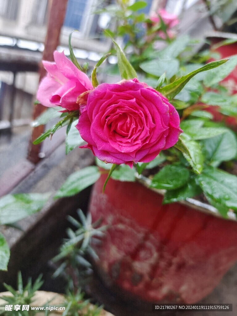 月季