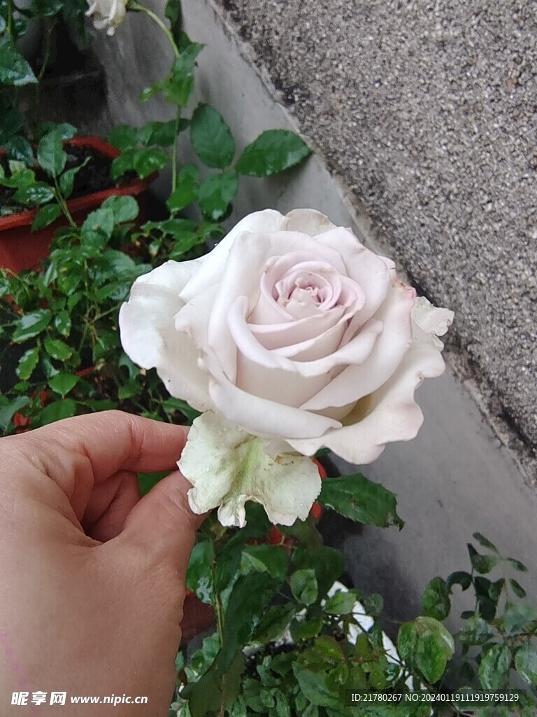 白玫瑰花