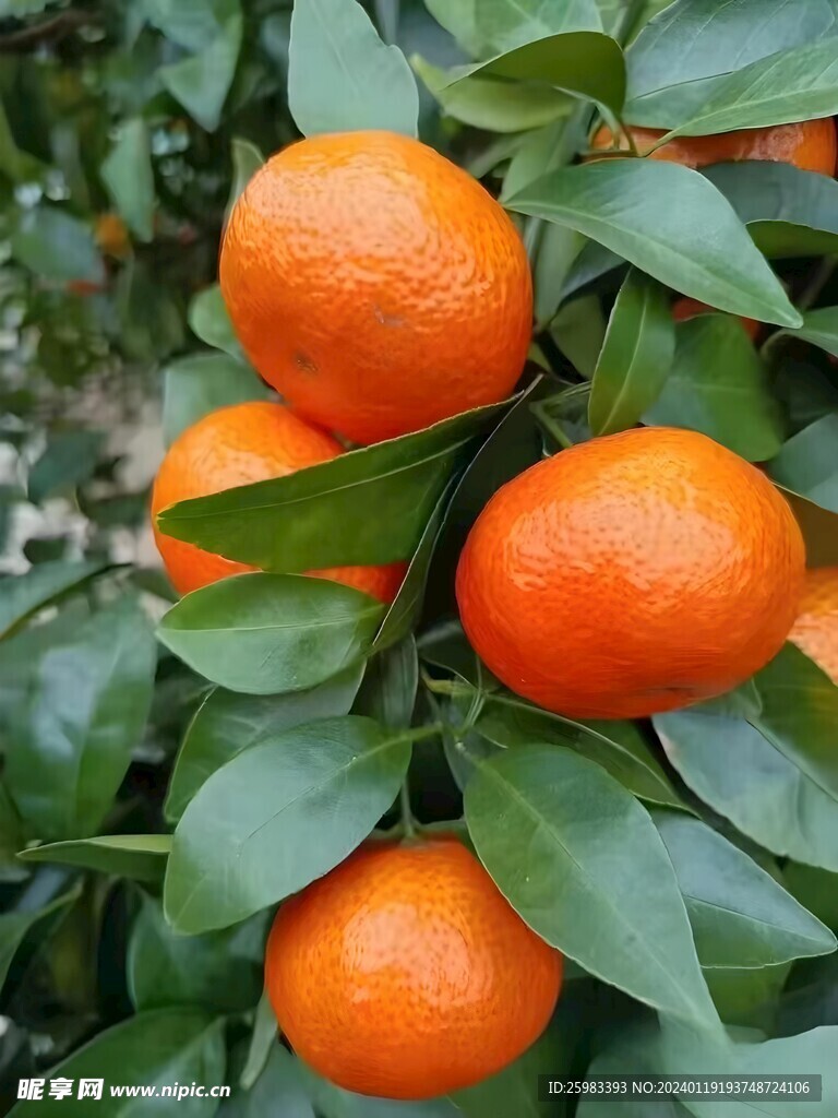 柑橘栽培