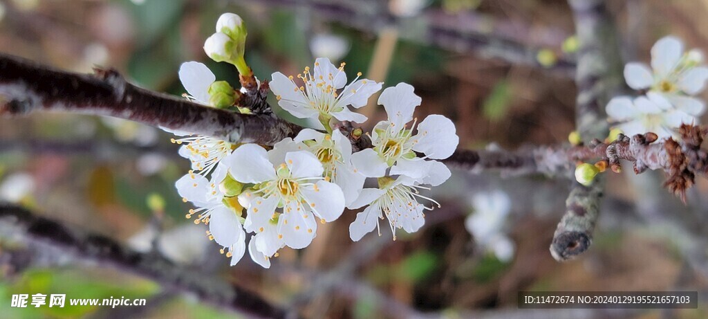 李子花