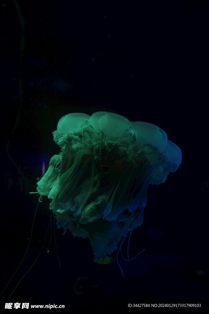 荧光水母