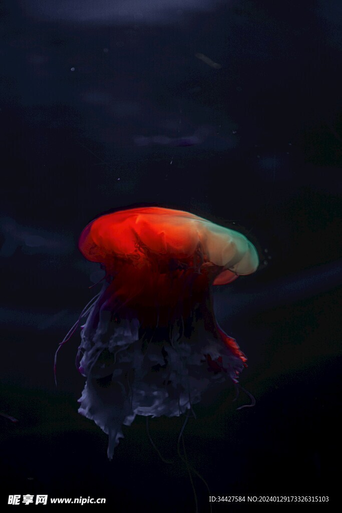荧光水母