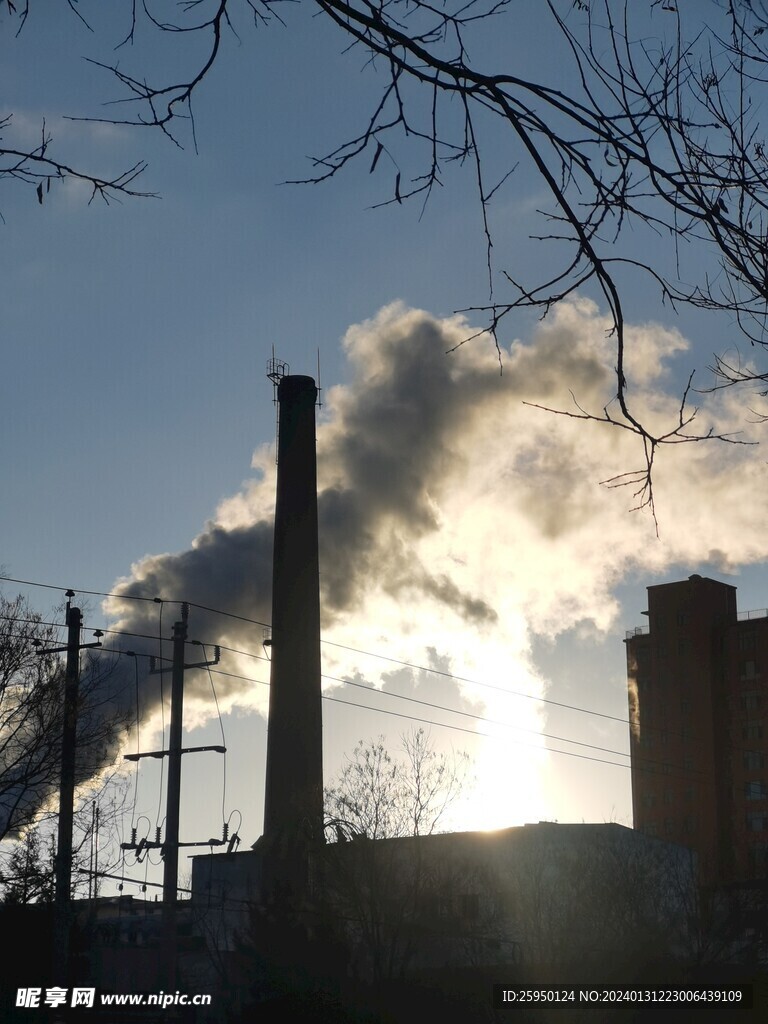 树枝
