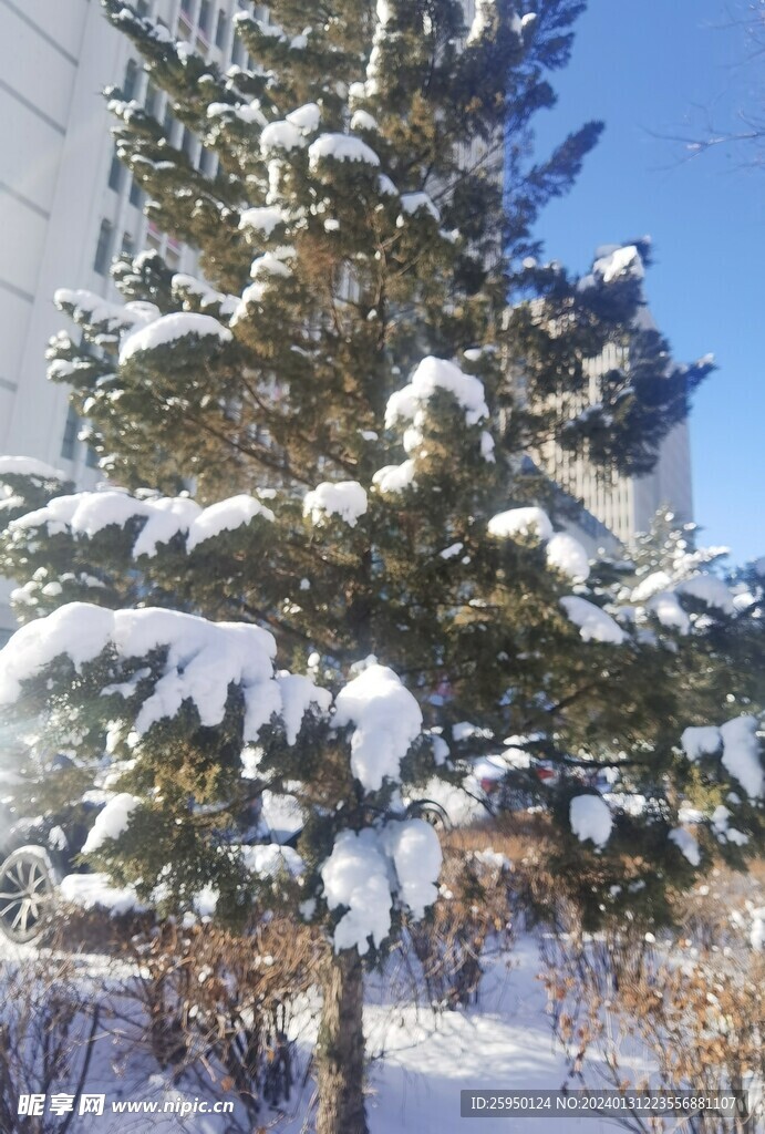 雪松