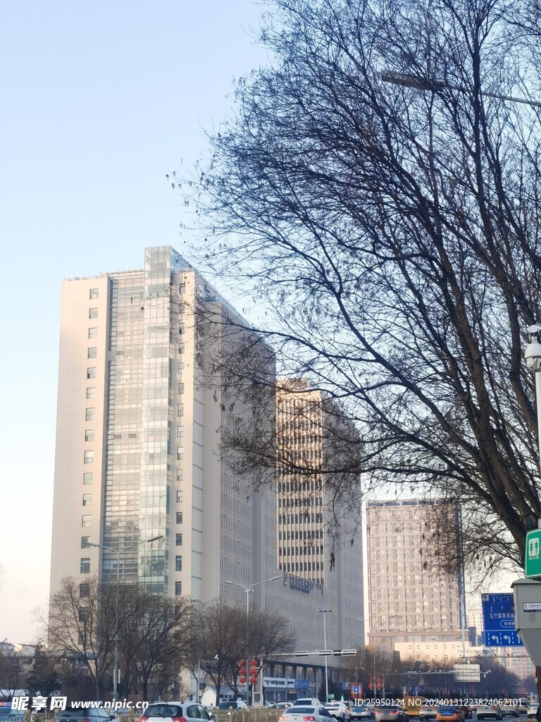 树枝
