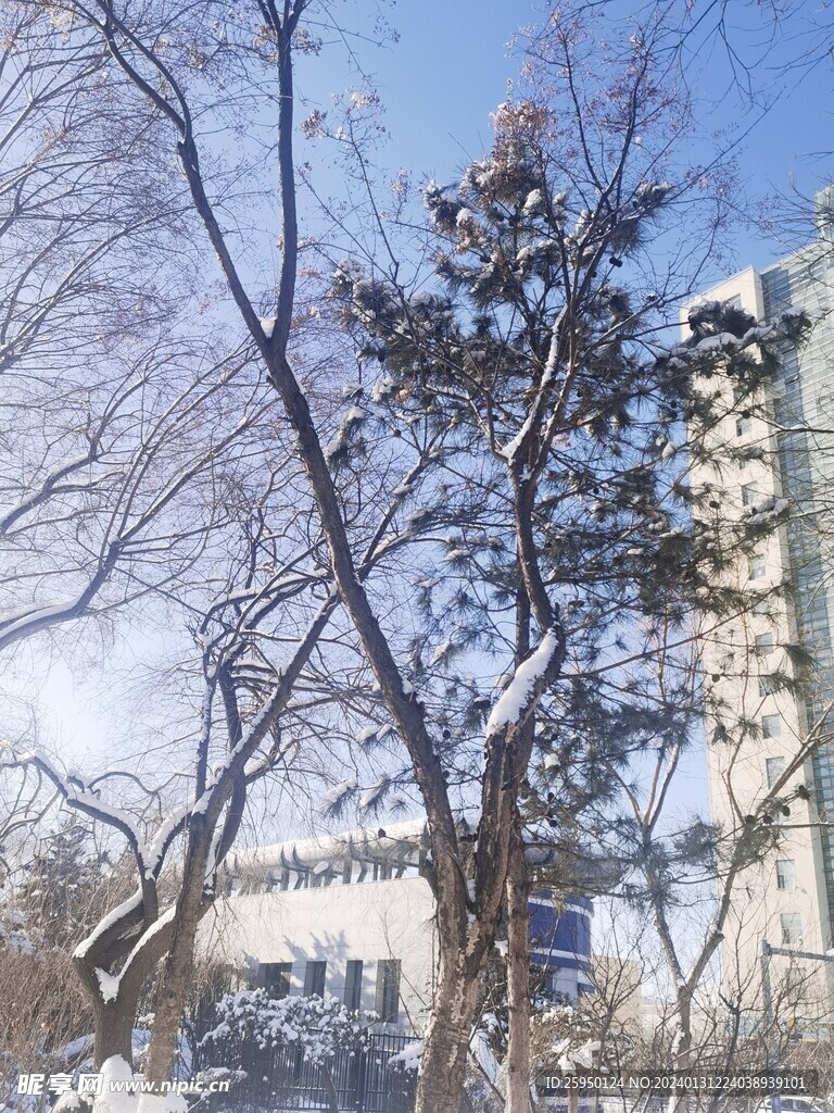 树枝