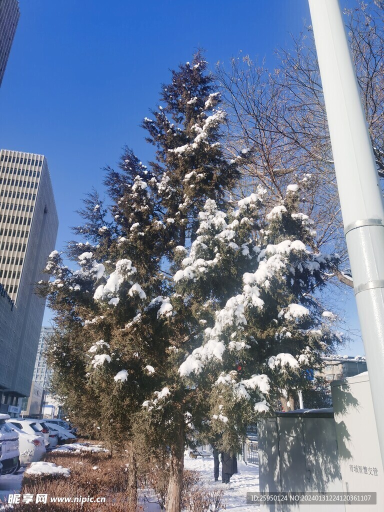 雪松