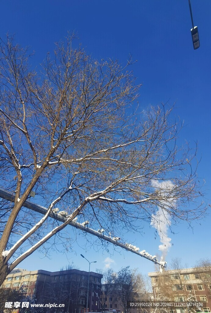雪景