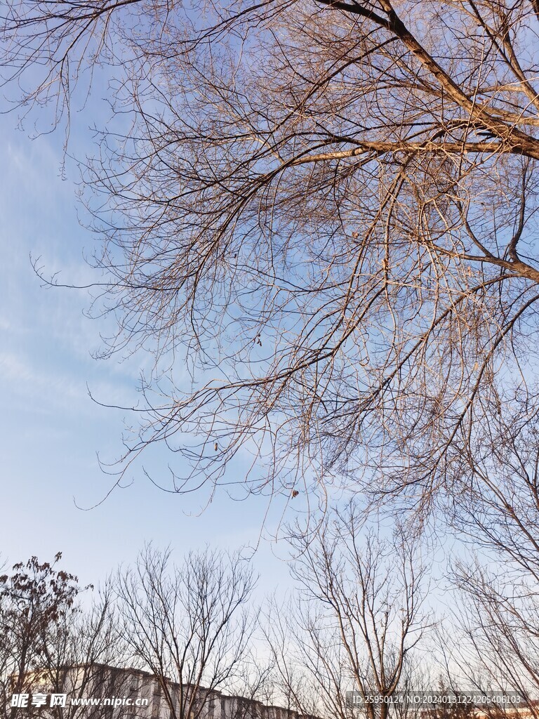树枝