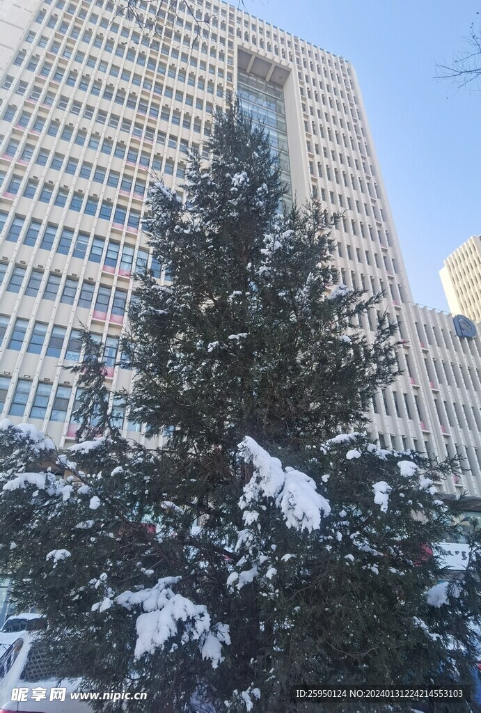 雪松