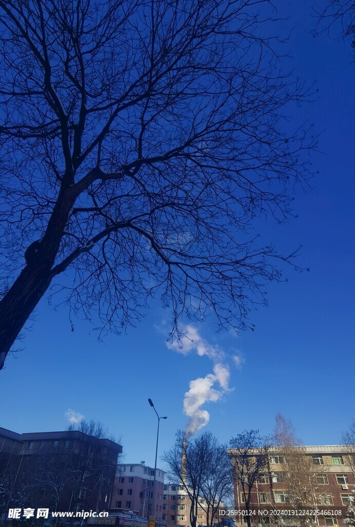 树枝