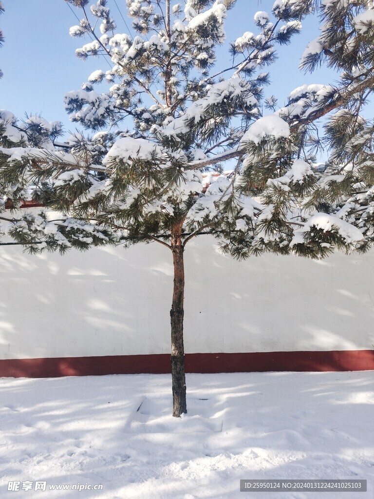 雪景