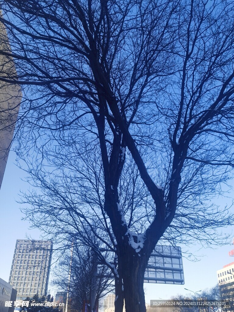 雪景