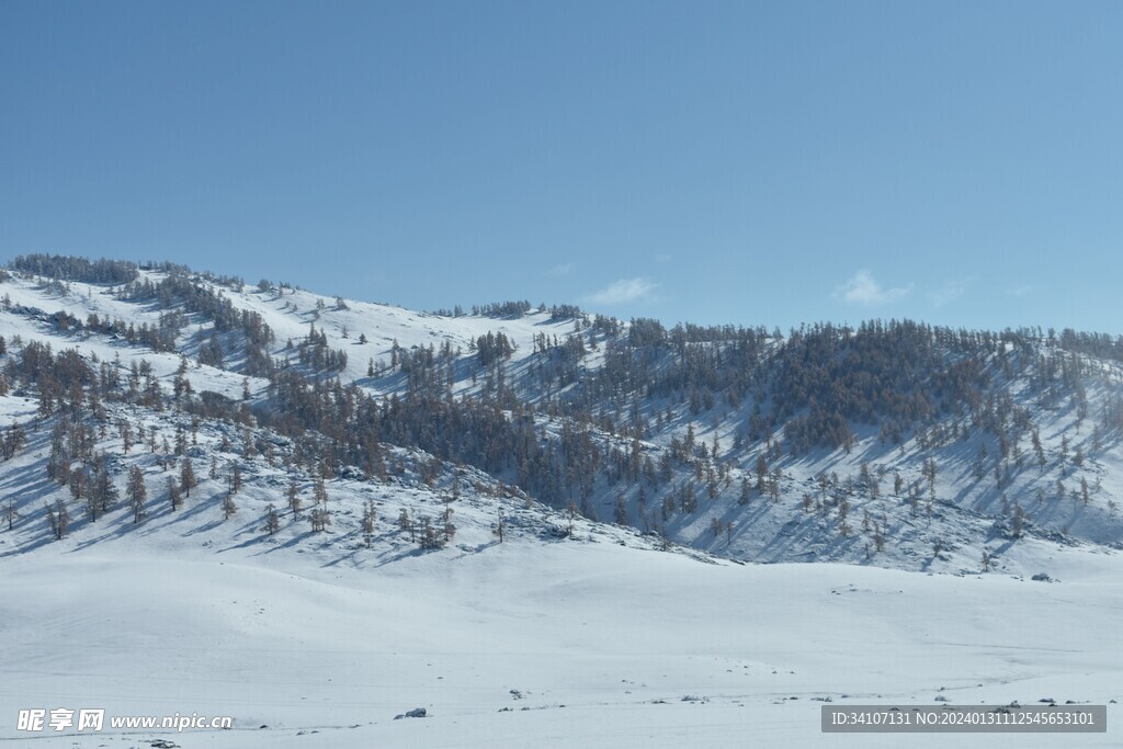 雪地雪景树木