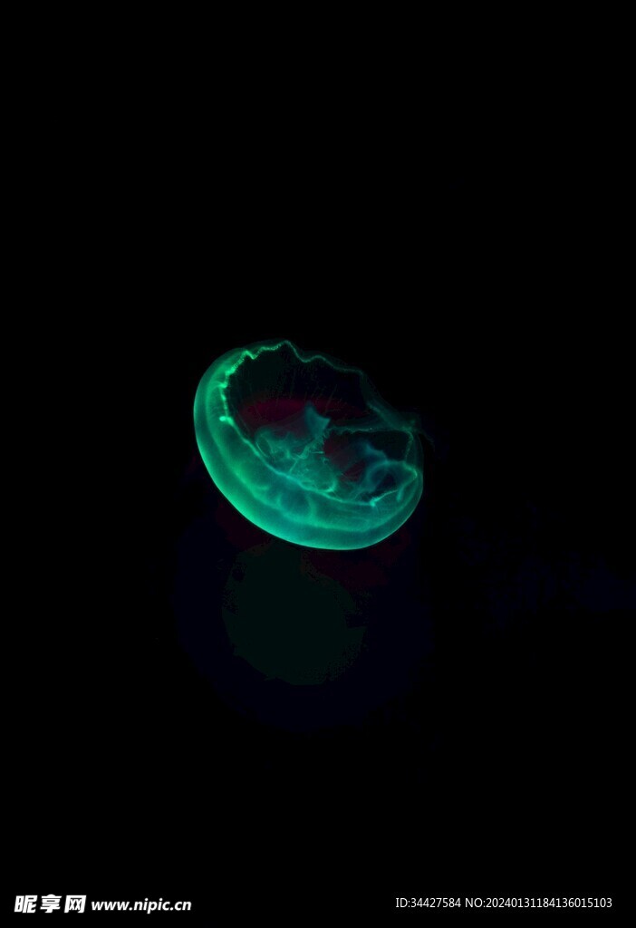 荧光水母
