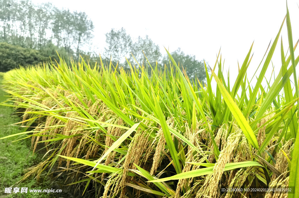 水稻图