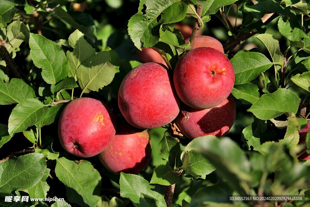 红苹果树