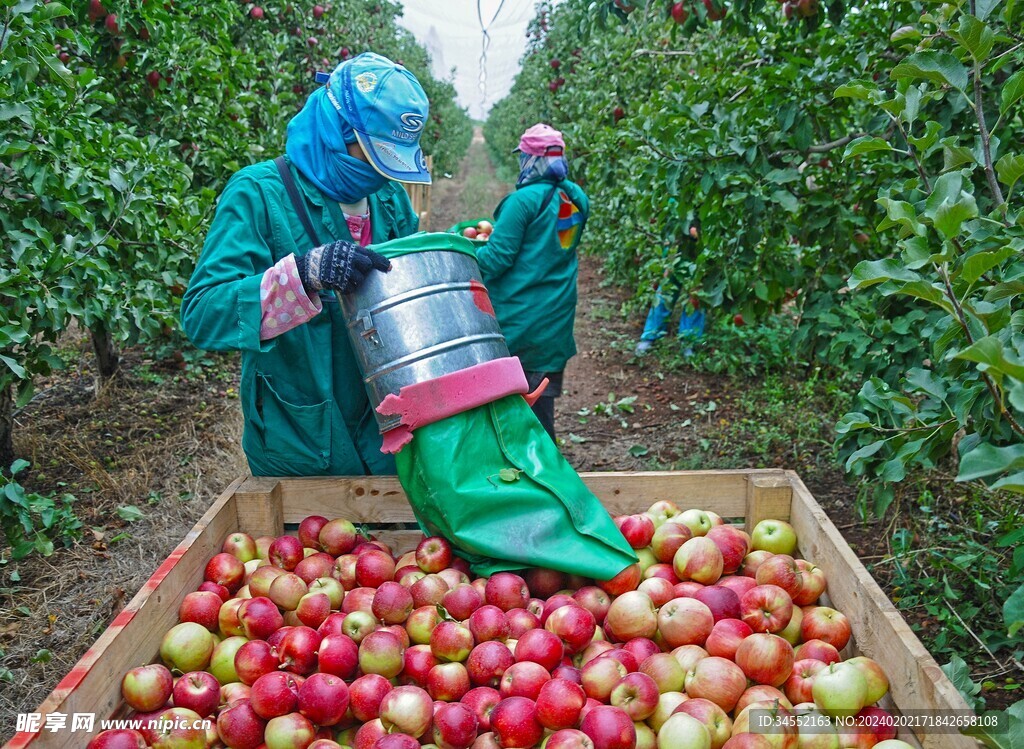 苹果丰收 
