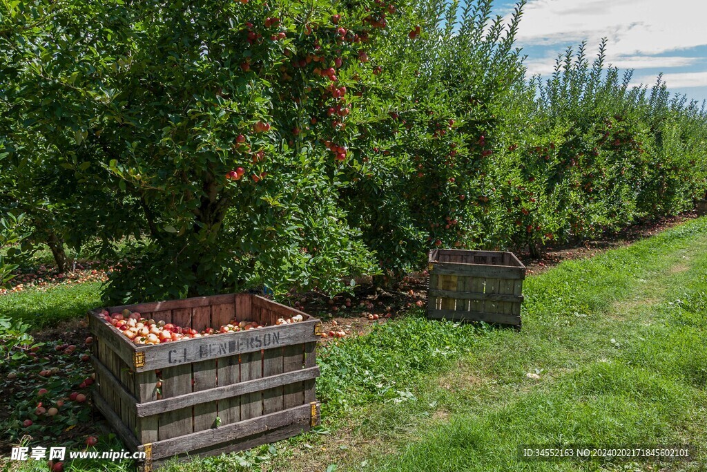 苹果园采摘