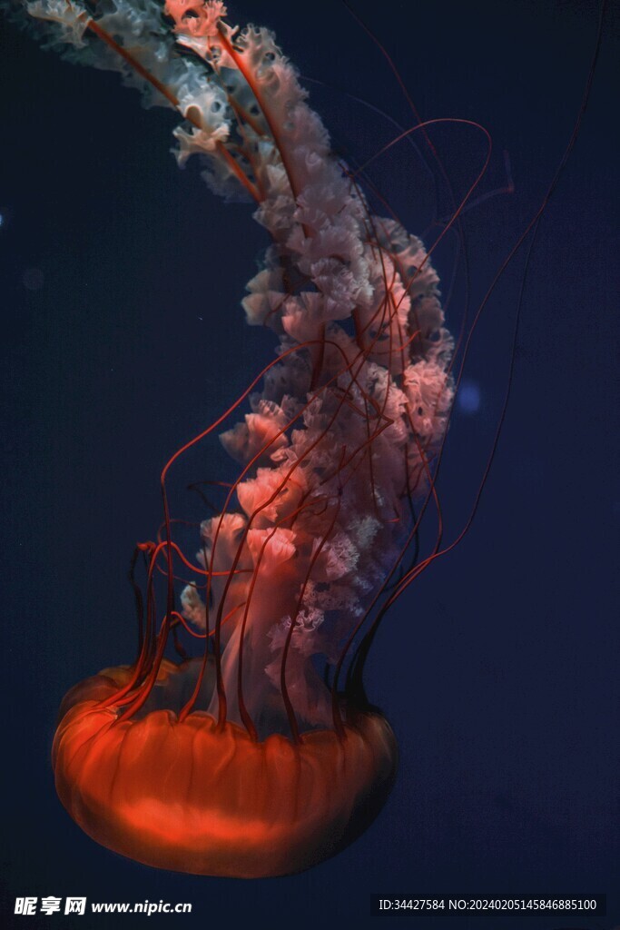 水母