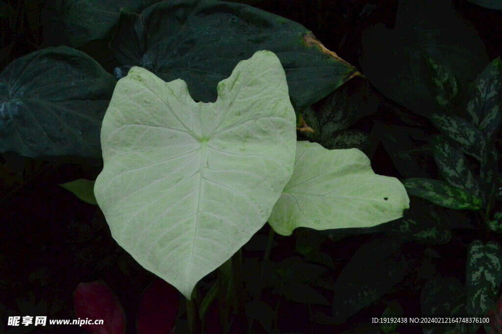 温室花草