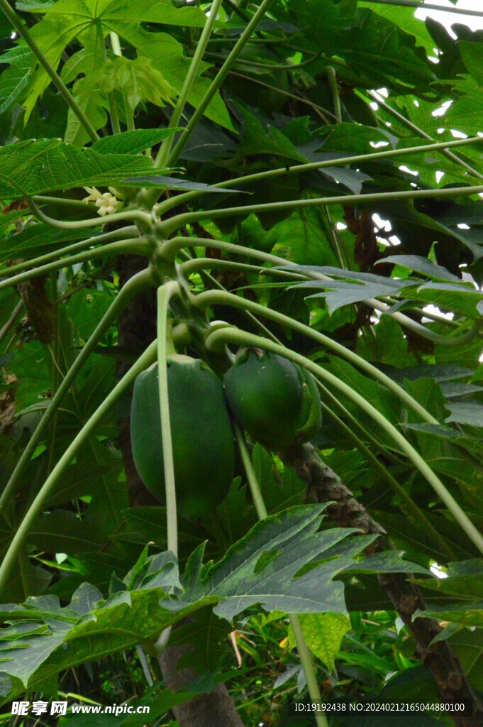 温室花草