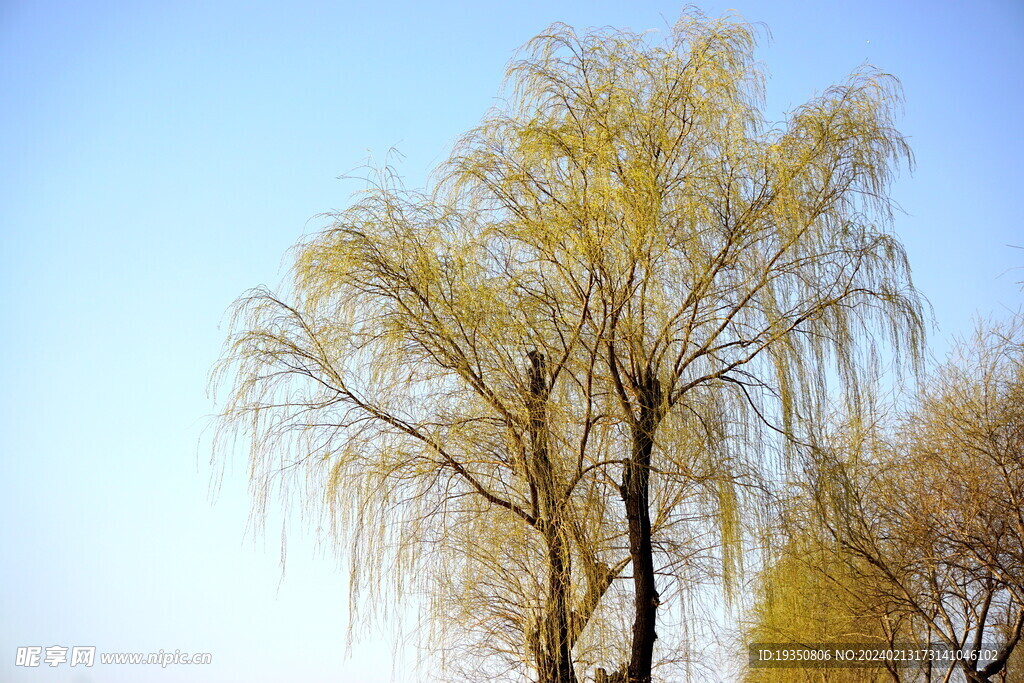 初春柳树枝条