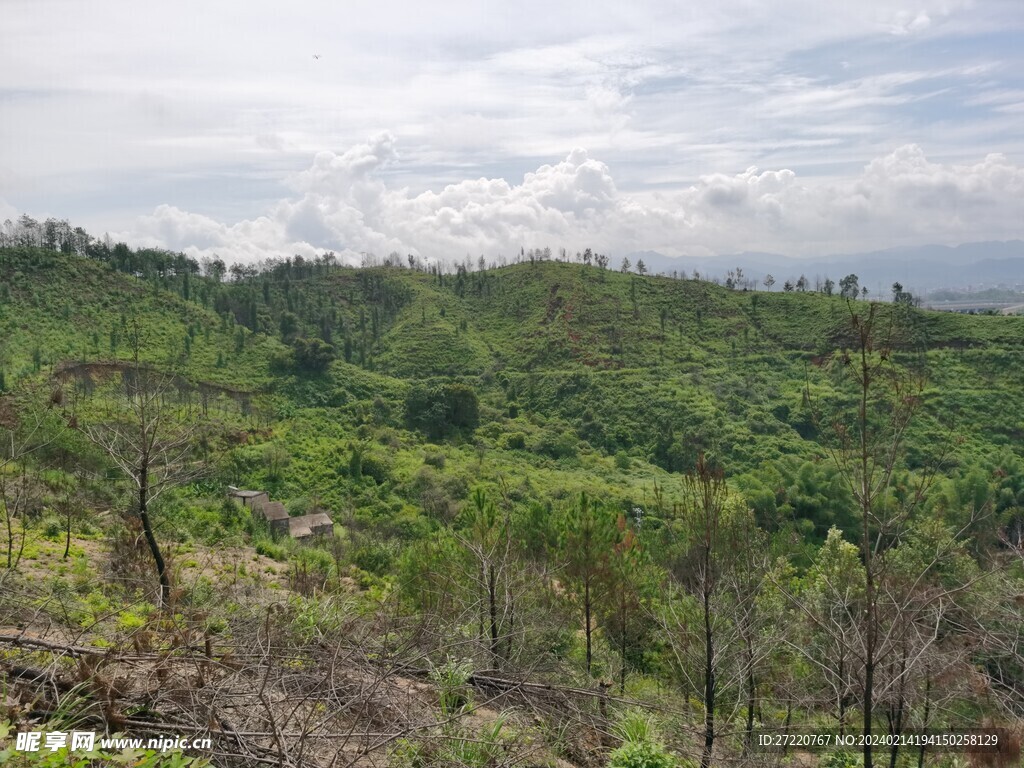 山地森林风光