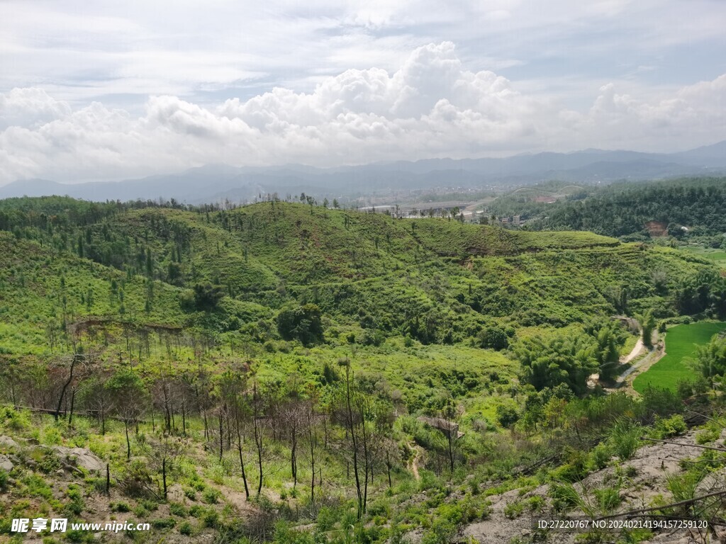 山地 森林